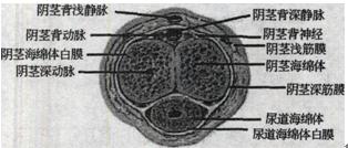 由外向内依次为皮肤,阴茎浅深筋膜及白膜 b.