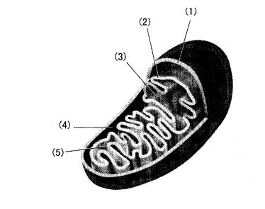 指出下面线粒体模式图中各部位名称,并在图中标出基粒(atp合成酶)所在