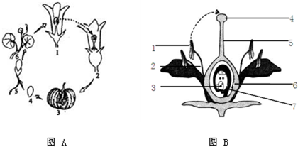 如图,图a是南瓜的发育过程示意图,图b是花的结构示意图,请据图回答:(1