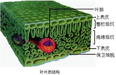 下面是叶片的结构模式图