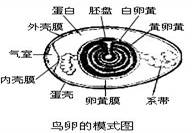 在鸡卵中,真正属于卵细胞的结构是()a.胚盘,卵白和包在外面的卵壳膜b.