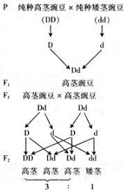 用d表示控制矮茎的基因,则通过这对基因的遗传图解可以看出隐性性状在