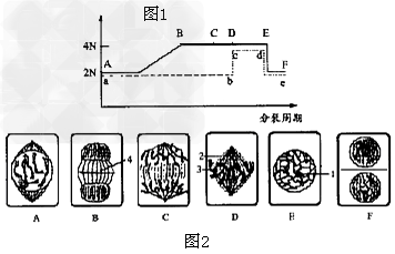 图1是某植物细胞有丝分裂的一个细胞周期中染色体(或核dna)曲线变化图