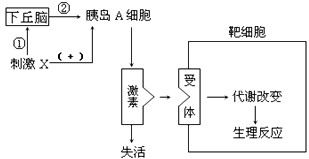 激素作为一种信息分子,能把某种调节信息由内分泌细胞携带至靶细胞