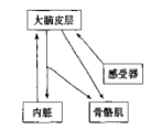 a,阿诺德-拉扎勒斯情绪认识理论 b,詹姆斯-兰格情绪理论 c,坎农-巴德