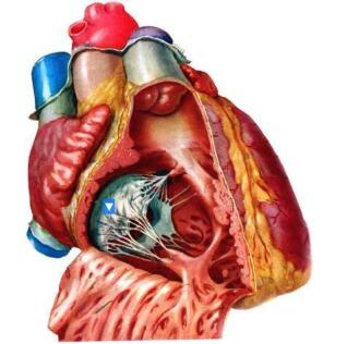 a.右心耳 b.右房室瓣前尖 c.隔缘肉柱 d.乳头肌 e.腱索