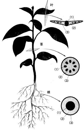 请写出下图中序号所表示的根,茎,叶的相同组织名称
