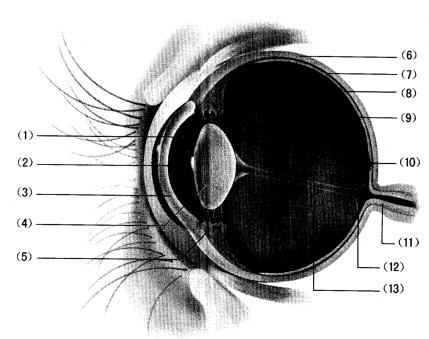 下圖為人的眼球切面示意圖,請標出序號所指部位的名稱並回答問題.