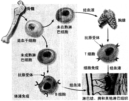 请根据下图简述b细胞和t细胞的来源与分化