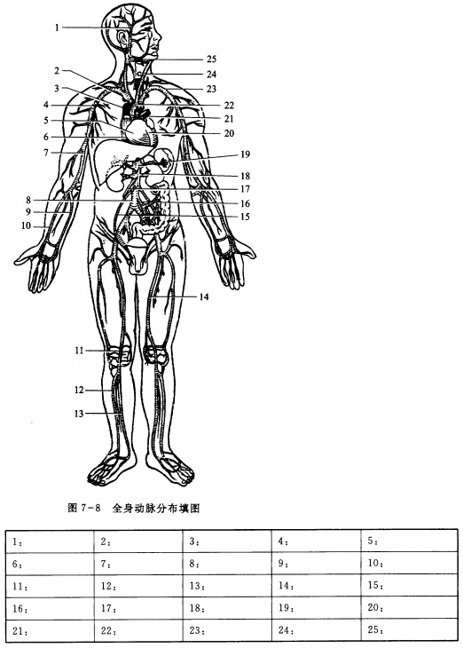 人体全身动脉图手绘图片