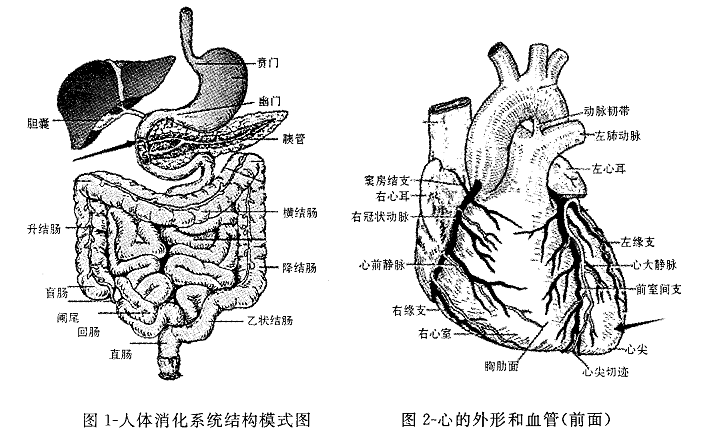 十二指腸 47. 觀察圖2-.心的外形和血管(前面),箭頭標示處的結構