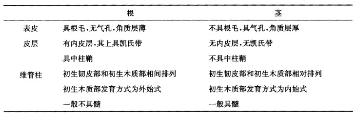 正确答案:双子叶植物根和茎的初生结构的区别
