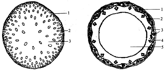 玉米茎(左图)和小麦茎(右图)的横切结构图解