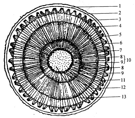松茎的管胞手绘图图片