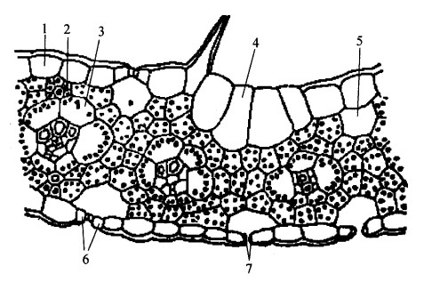 蕨孢子叶横切图手绘图片