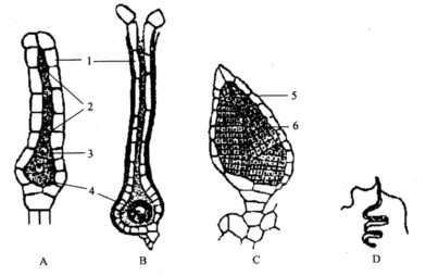 地钱颈卵器结构图手绘图片