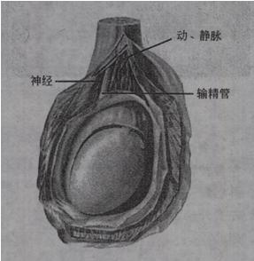 結合圖像,精索內的結構不包括